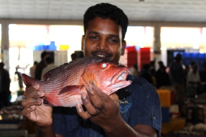 m1 - Fischmarkt von Colombo